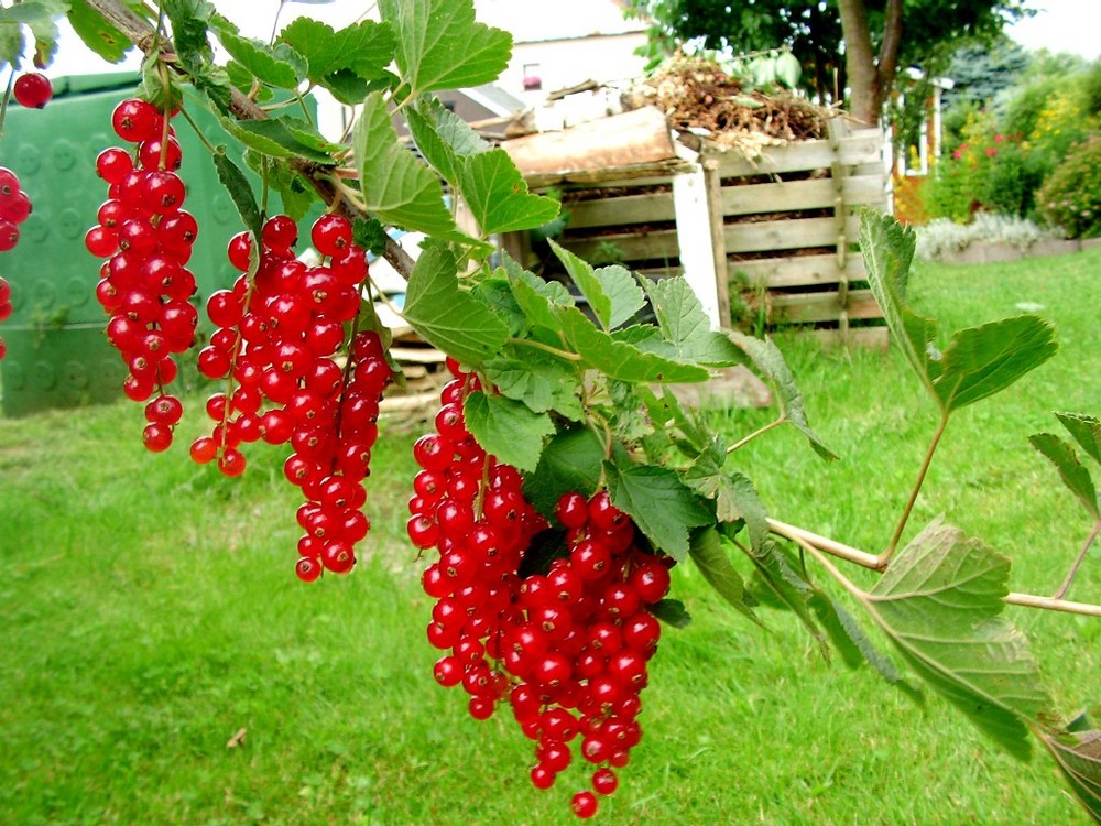 rote Johannisbeeren