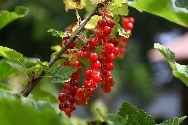 Rote Johannisbeeren