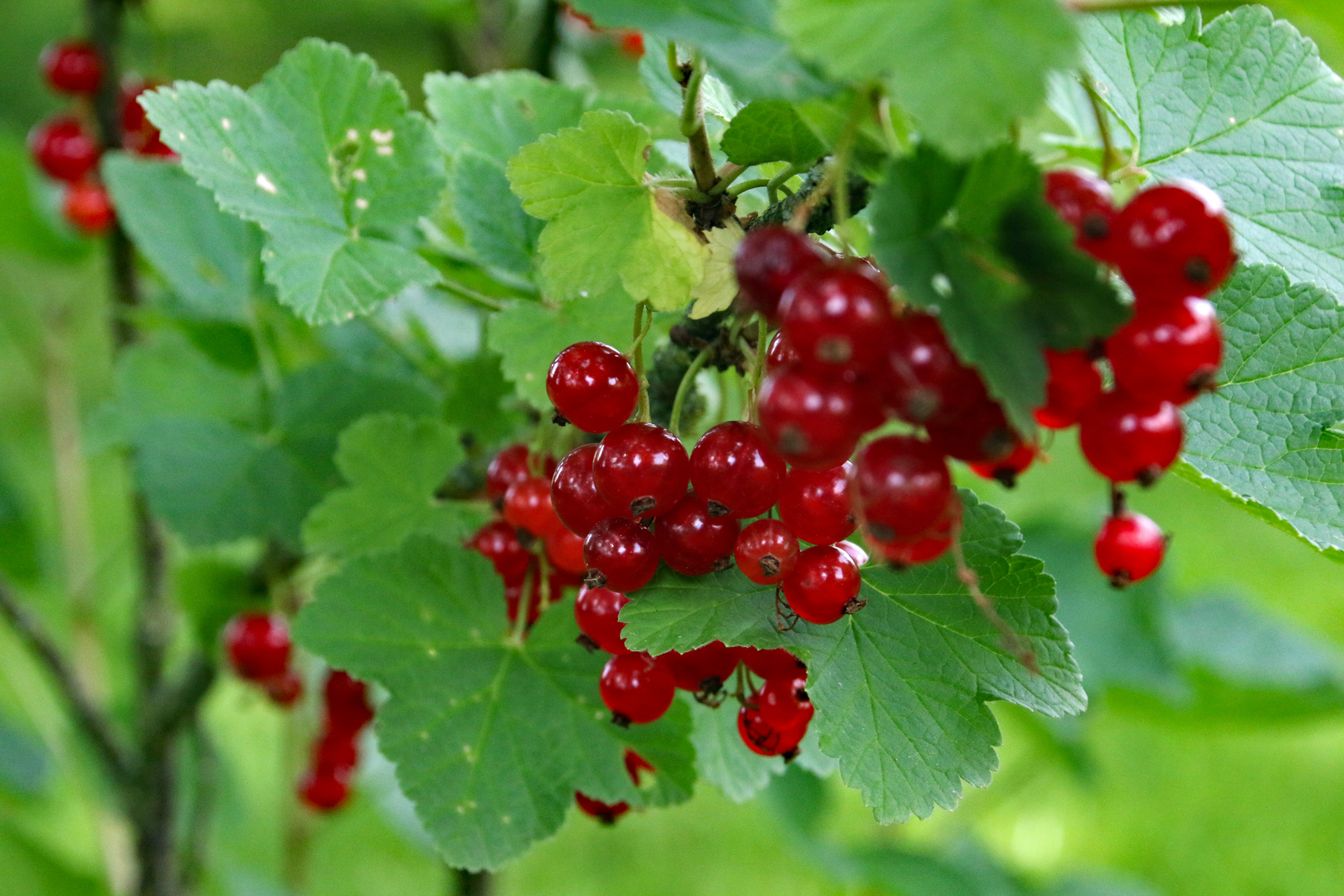 Rote Johannisbeeren