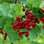 Rote Johannisbeeren