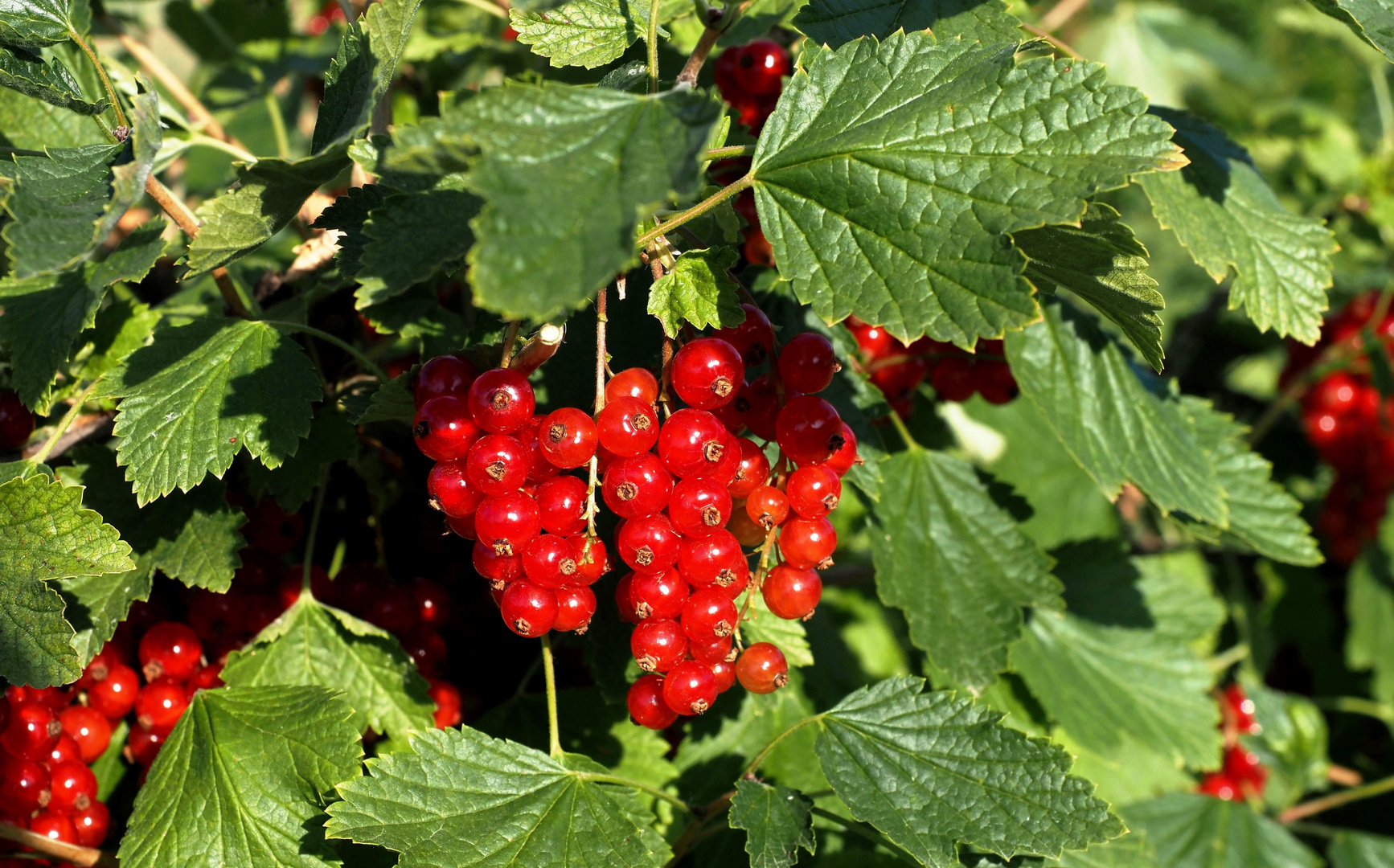 Rote Johannisbeeren