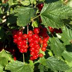 Rote Johannisbeeren