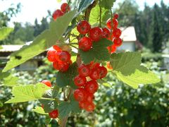 Rote Johannisbeeren