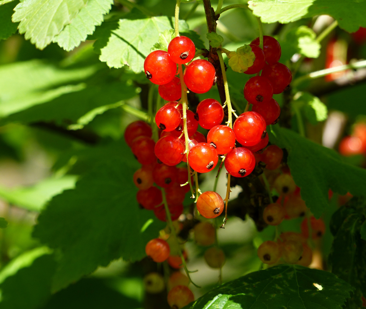 rote Johannisbeeren Foto & Bild pflanzen, pilze & flechten, früchte