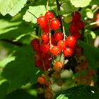 rote Johannisbeeren