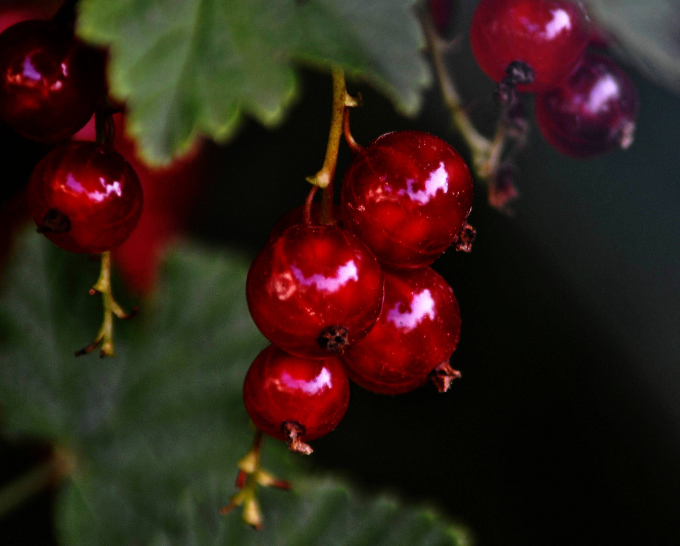 Rote Johannisbeeren......