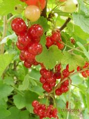 rote Johannisbeeren