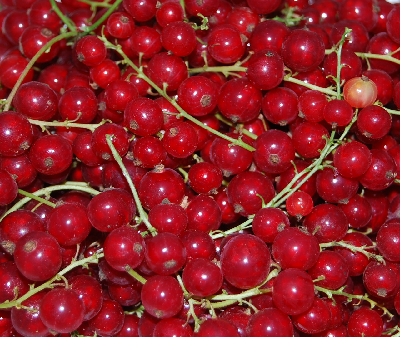 Rote Johannisbeeren