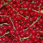 Rote Johannisbeeren