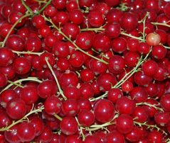 Rote Johannisbeeren