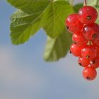 rote Johannisbeeren