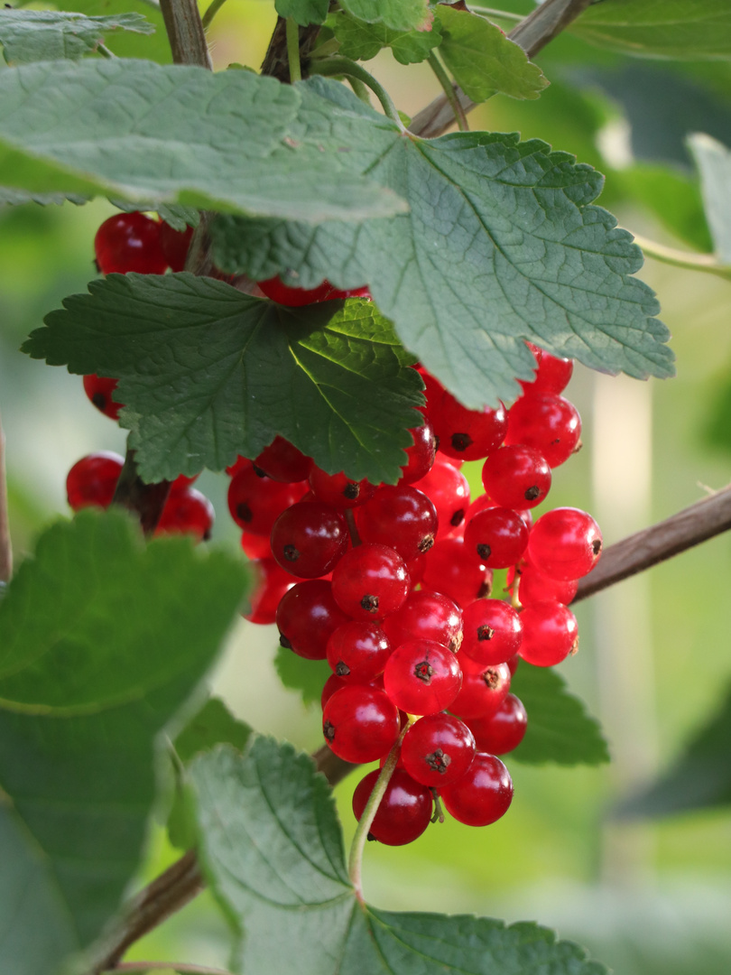 Rote Johannisbeeren