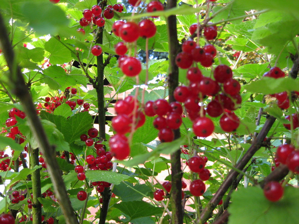 Rote Johannisbeeren (Ribes rubrum)