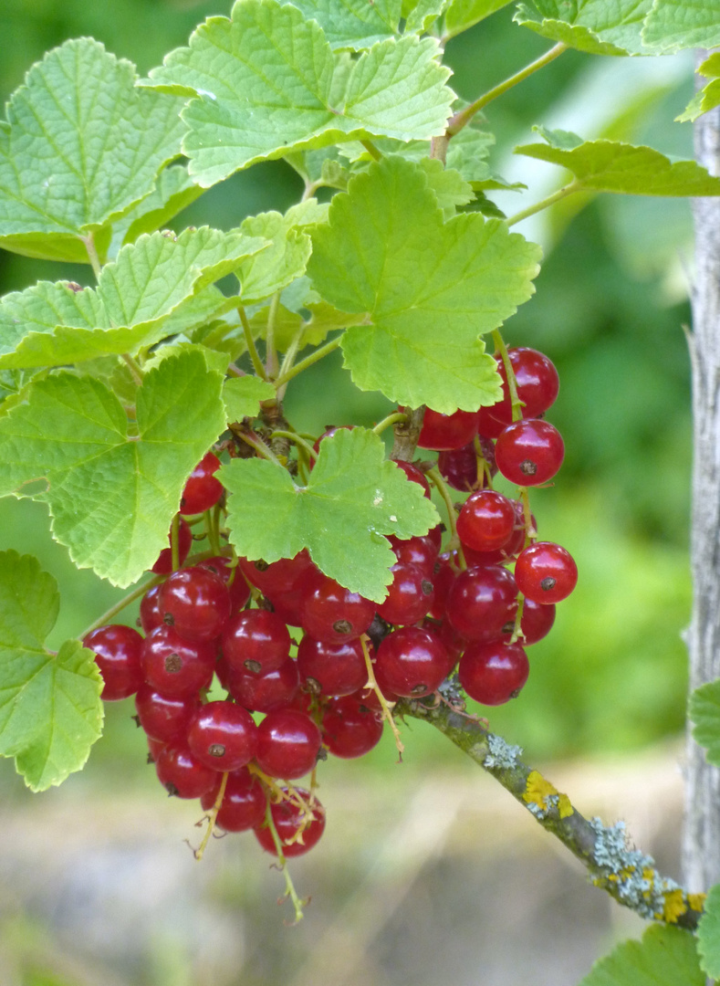 Rote Johannisbeeren - sauer und gesund!