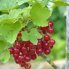 Rote Johannisbeeren - sauer und gesund!