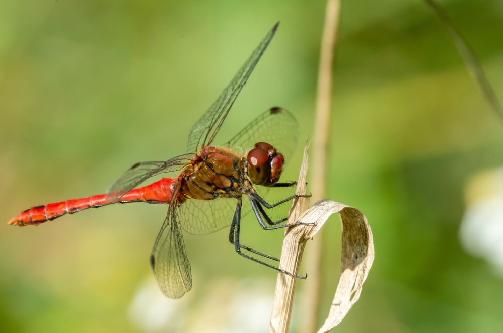 rote Jungfer beim Sonnen