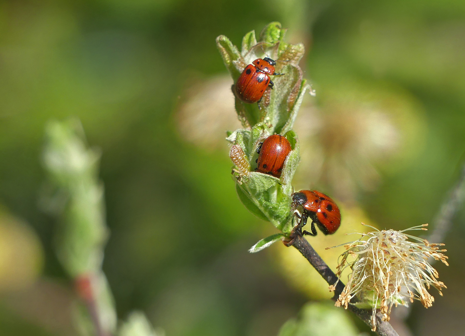 Rote Käfer