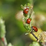 Rote Käfer