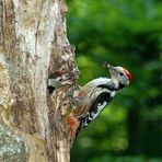 Rote Käfer für Rote Federn? Mittelspecht