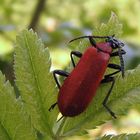 Rote Käfer sind was