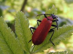 Rote Käfer sind was