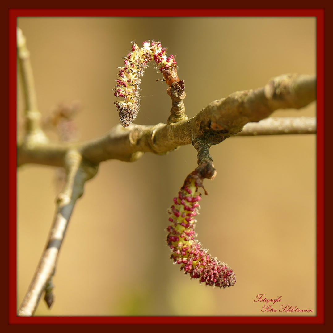 °°°° Rote Kätzchen °°°°