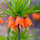 rote Kaiserkrone - Fritillaria imperialis