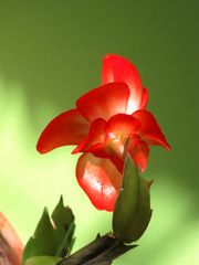 Rote Kaktusblüte