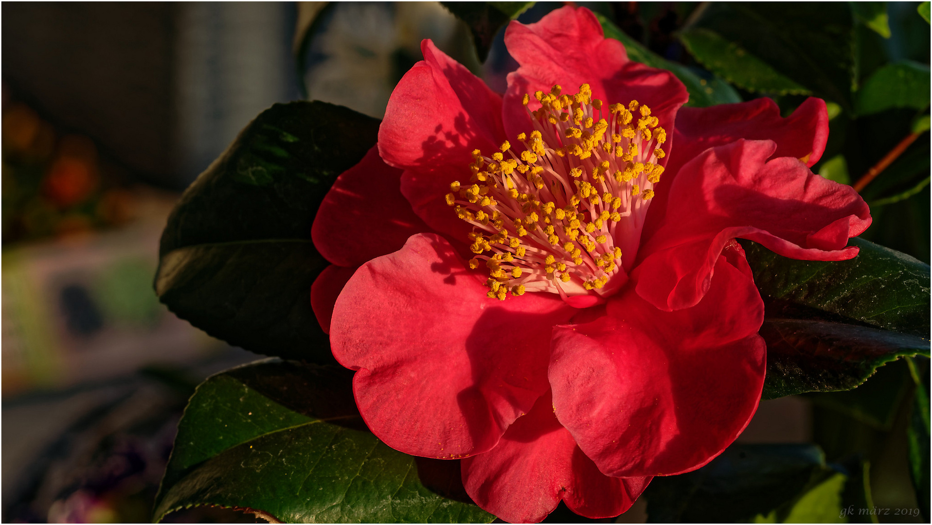  Rote Kamelienblüte