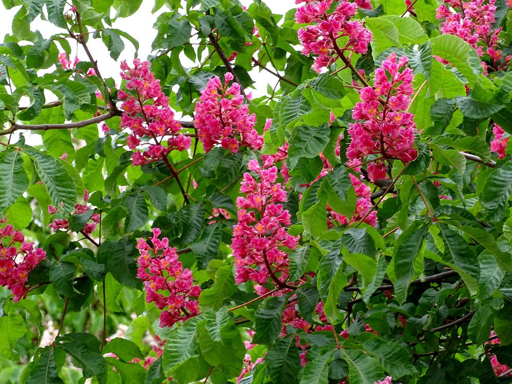 rote Kastanien Foto &amp; Bild | natur, pflanzen, pilze Bilder auf ...
