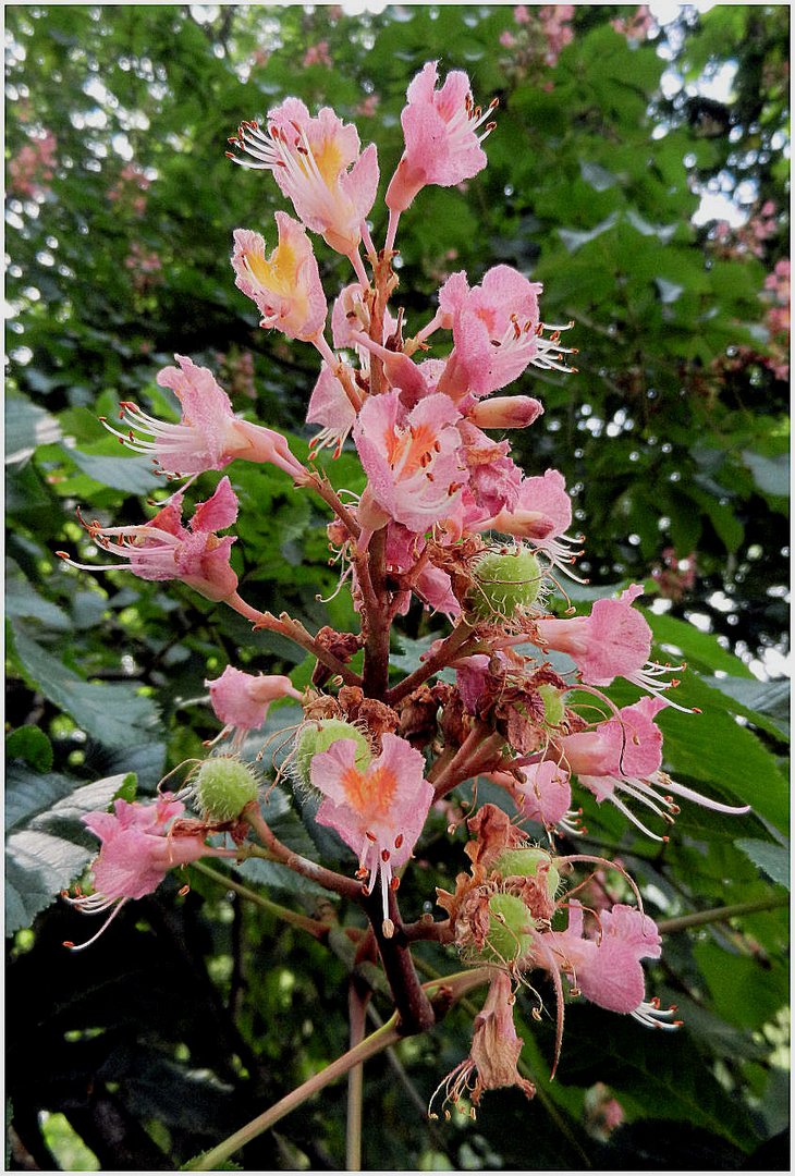 Rote Kastanienblüte