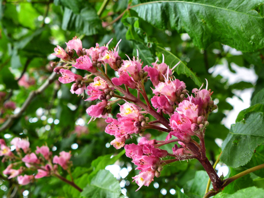 Rote Kastanienblüte