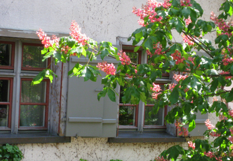 Rote Kastanienblüte am Museum