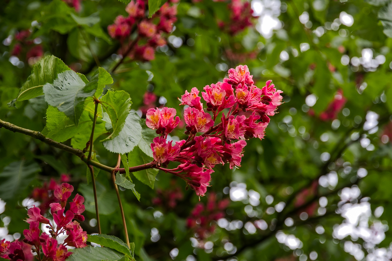 Rote Kastanienblüten