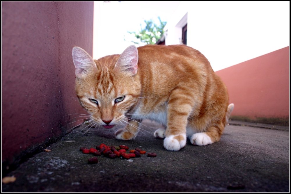 rote Katze