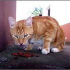 rote Katze