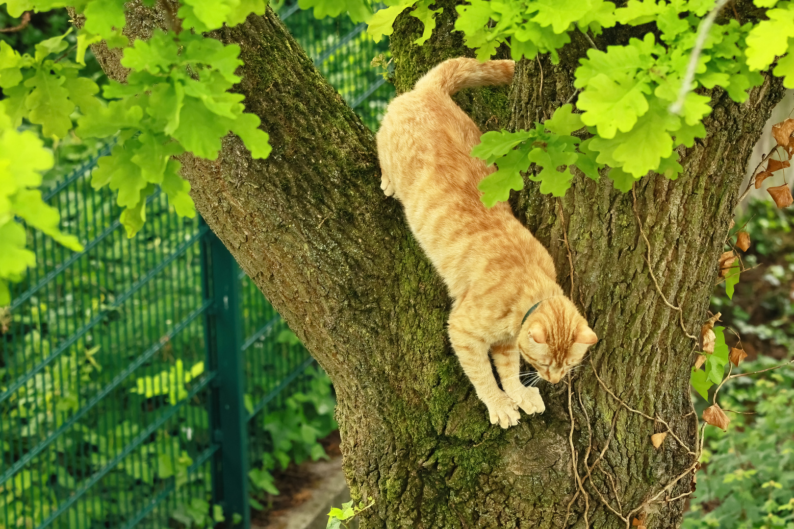  rote Katze im Baum II