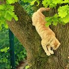  rote Katze im Baum II