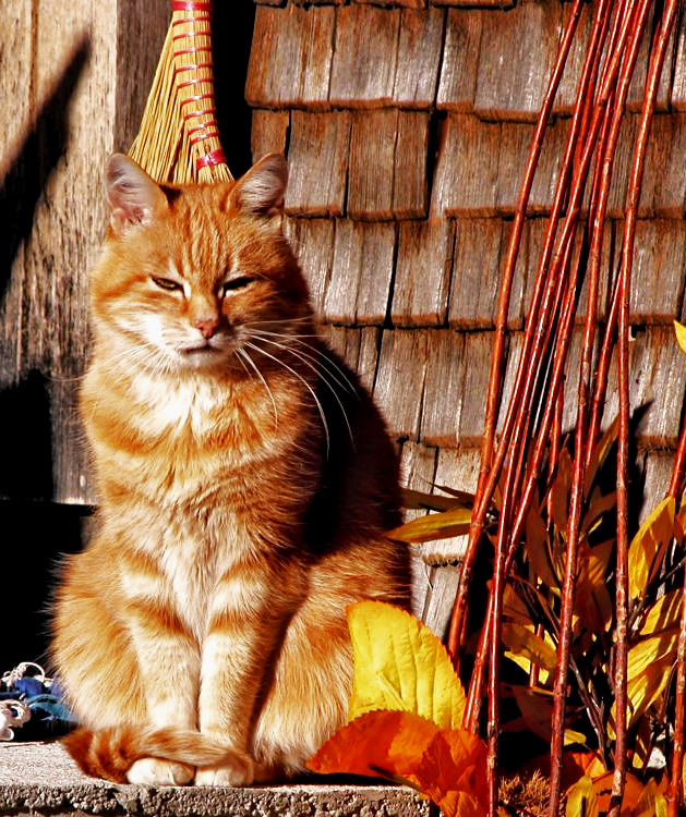 Rote Katze im Kleinen Walsertal