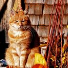 Rote Katze im Kleinen Walsertal