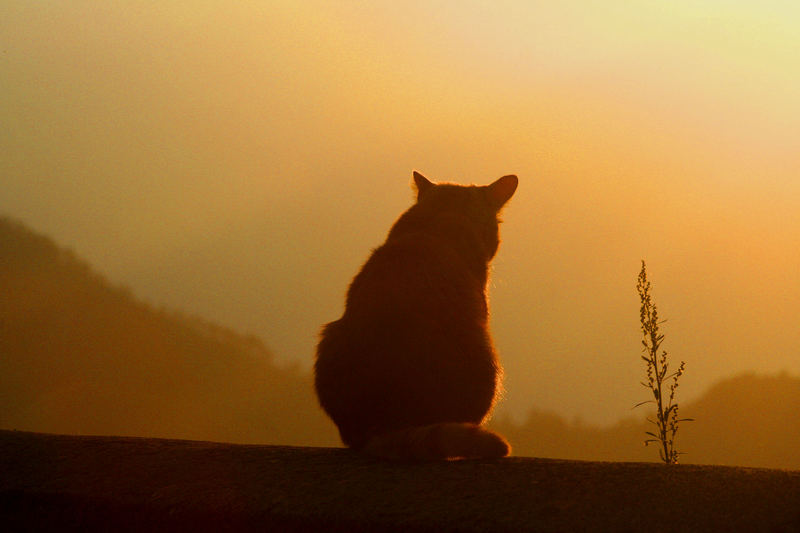 Rote Katze im Rotlicht