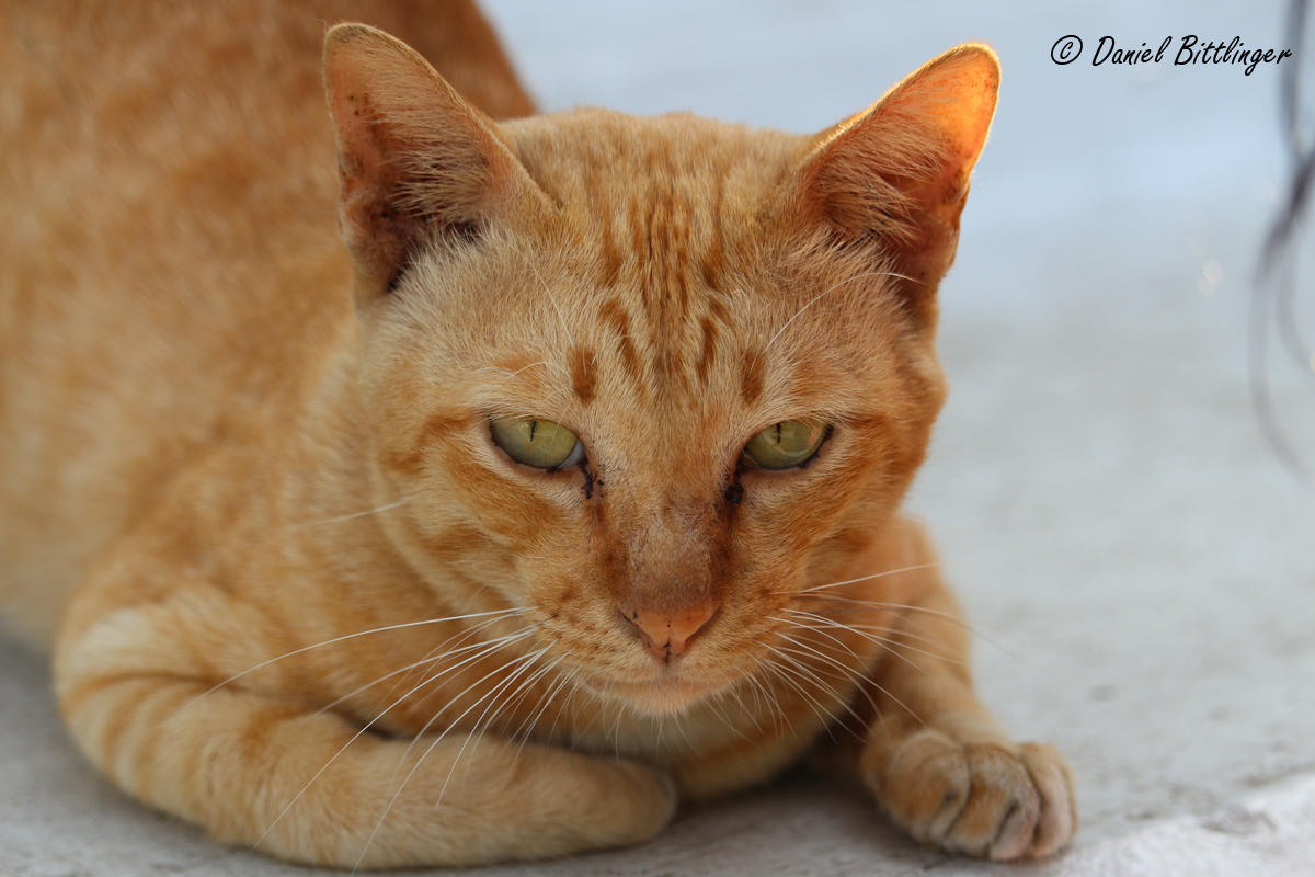 Rote Katze mit grünen Augen