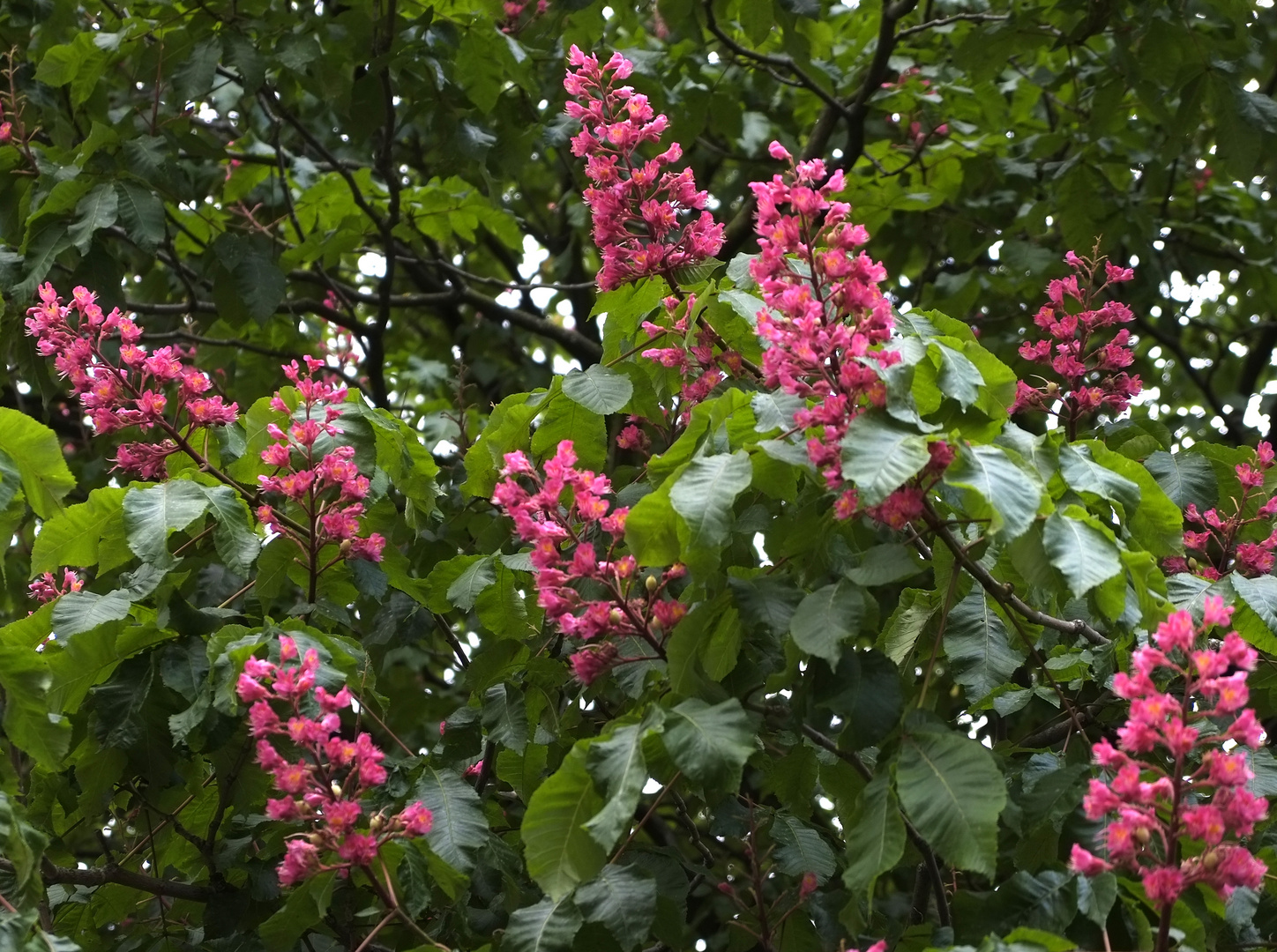 rote Kerzen zum Mittwoch