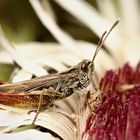 Rote Keulenschrecke auf Silberdistel