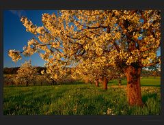 Rote Kirschblüte...