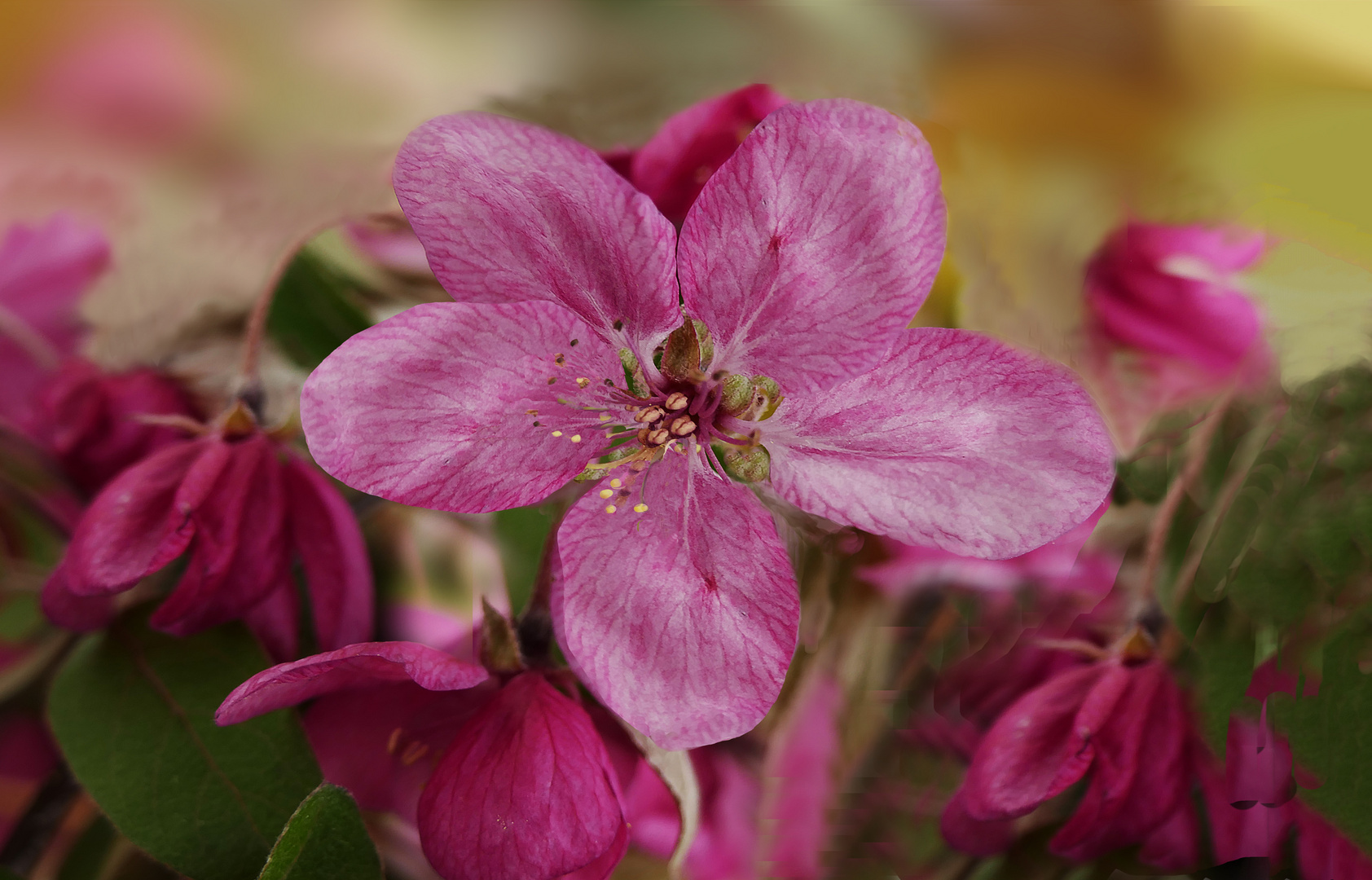 Rote kirschblüte 