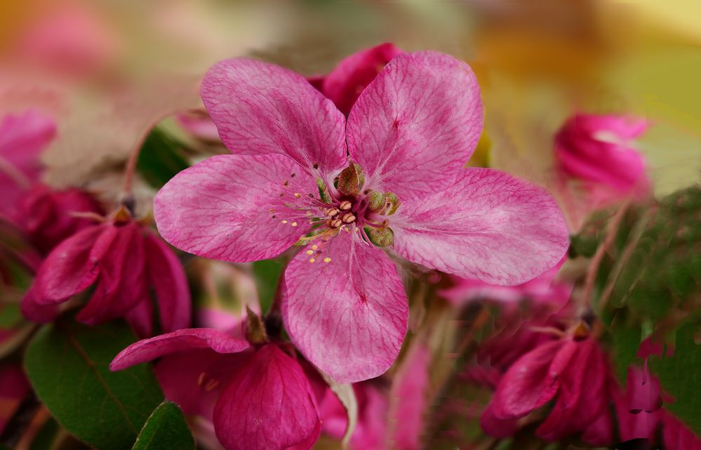 Rote kirschblüte 