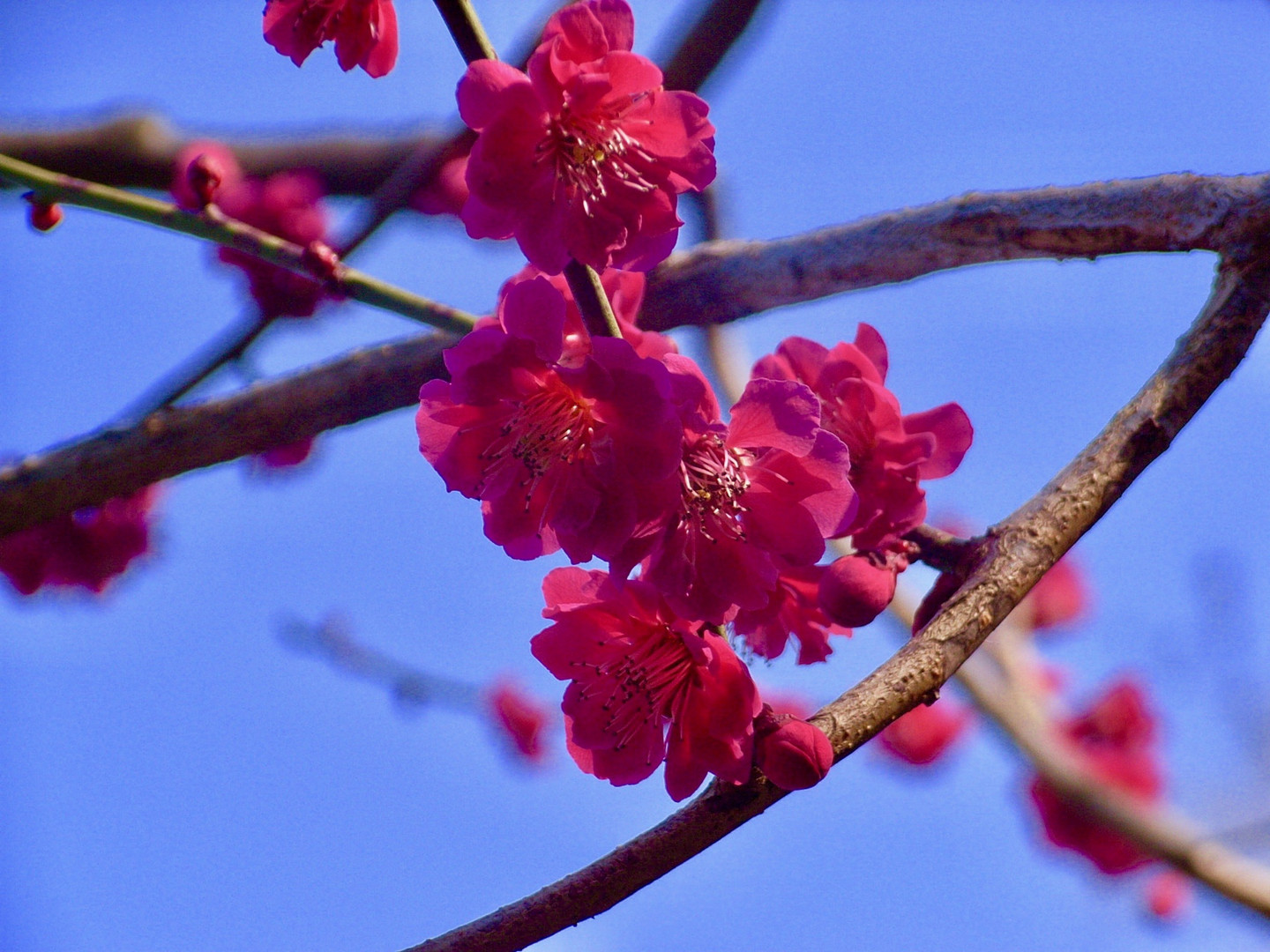 Rote Kirschblüte im Park von Kyoto