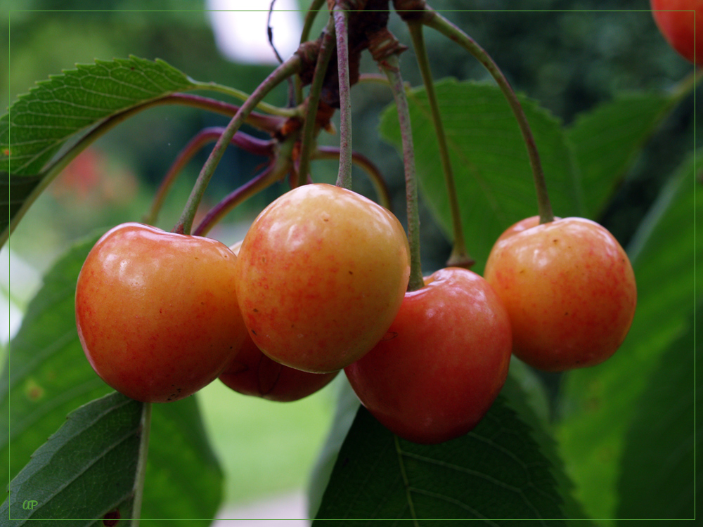 Rote Kirschen?