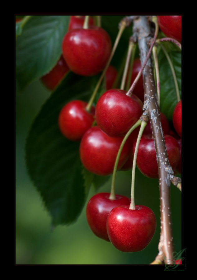 rote Kirschen